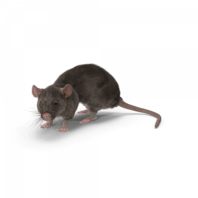 comment se débarrasser des souris dans le plafond