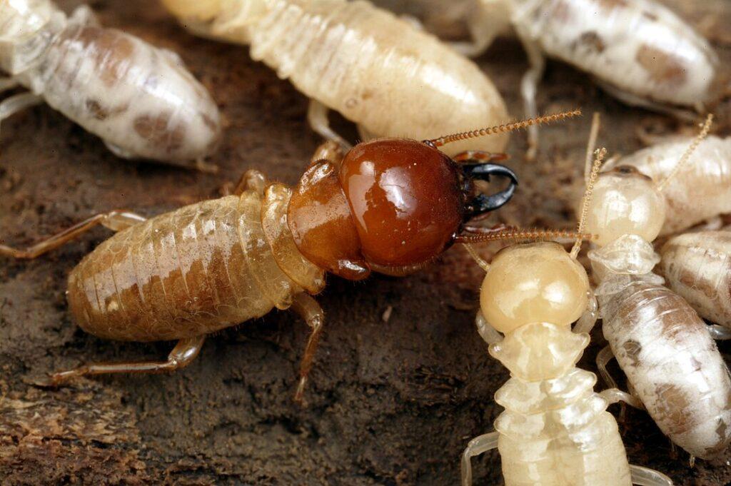 Termites photo