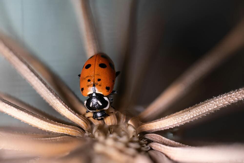 Coccinelle nuisible