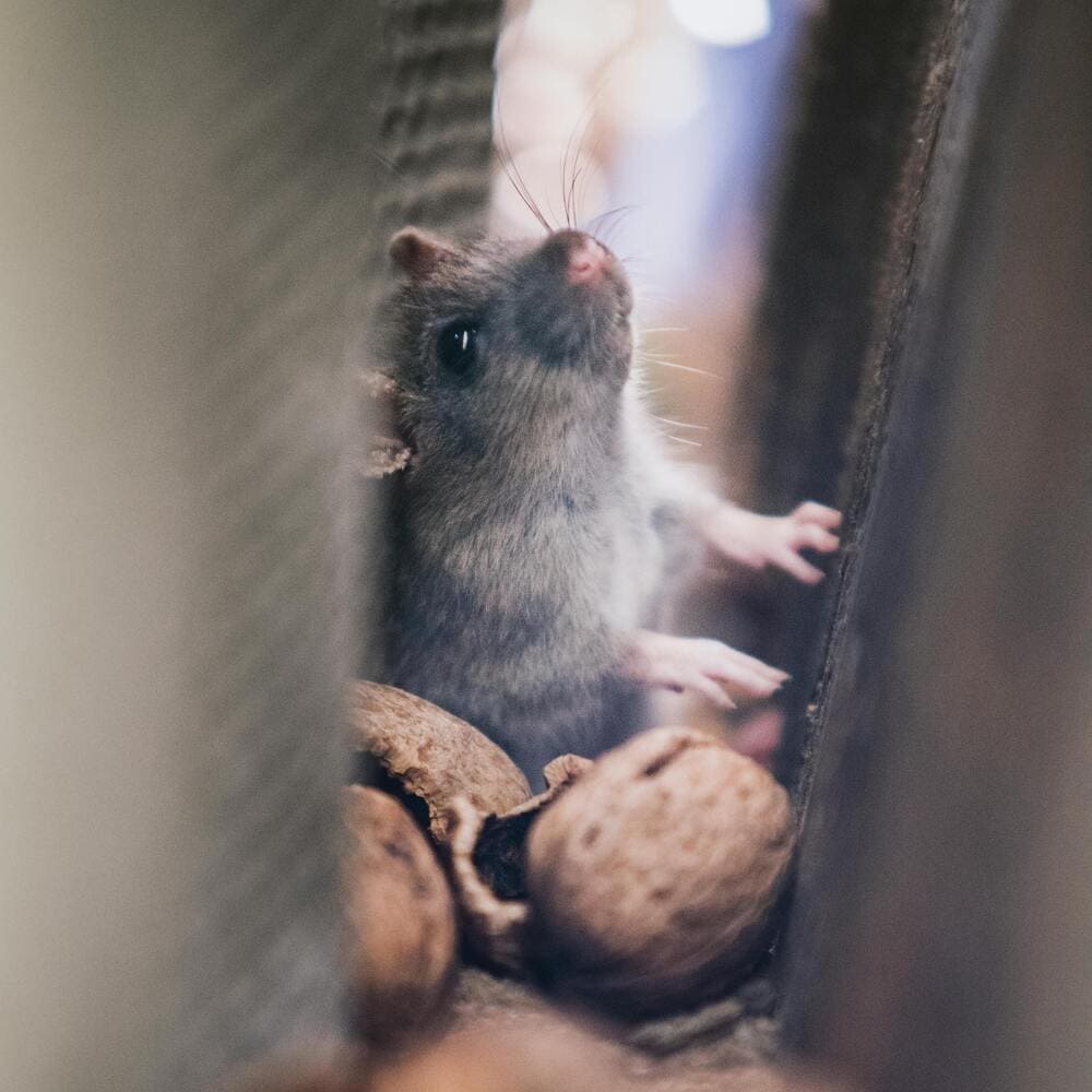 souris cachée dans maison